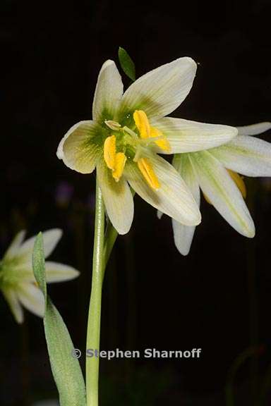 fritillaria liliacea 1 graphic